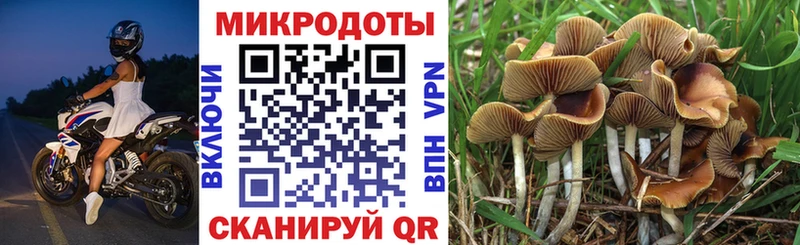 сколько стоит  Волхов  Псилоцибиновые грибы MAGIC MUSHROOMS 